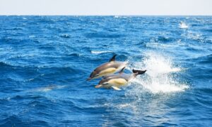 Dolphin Watch trips in Myrtle Beach SC